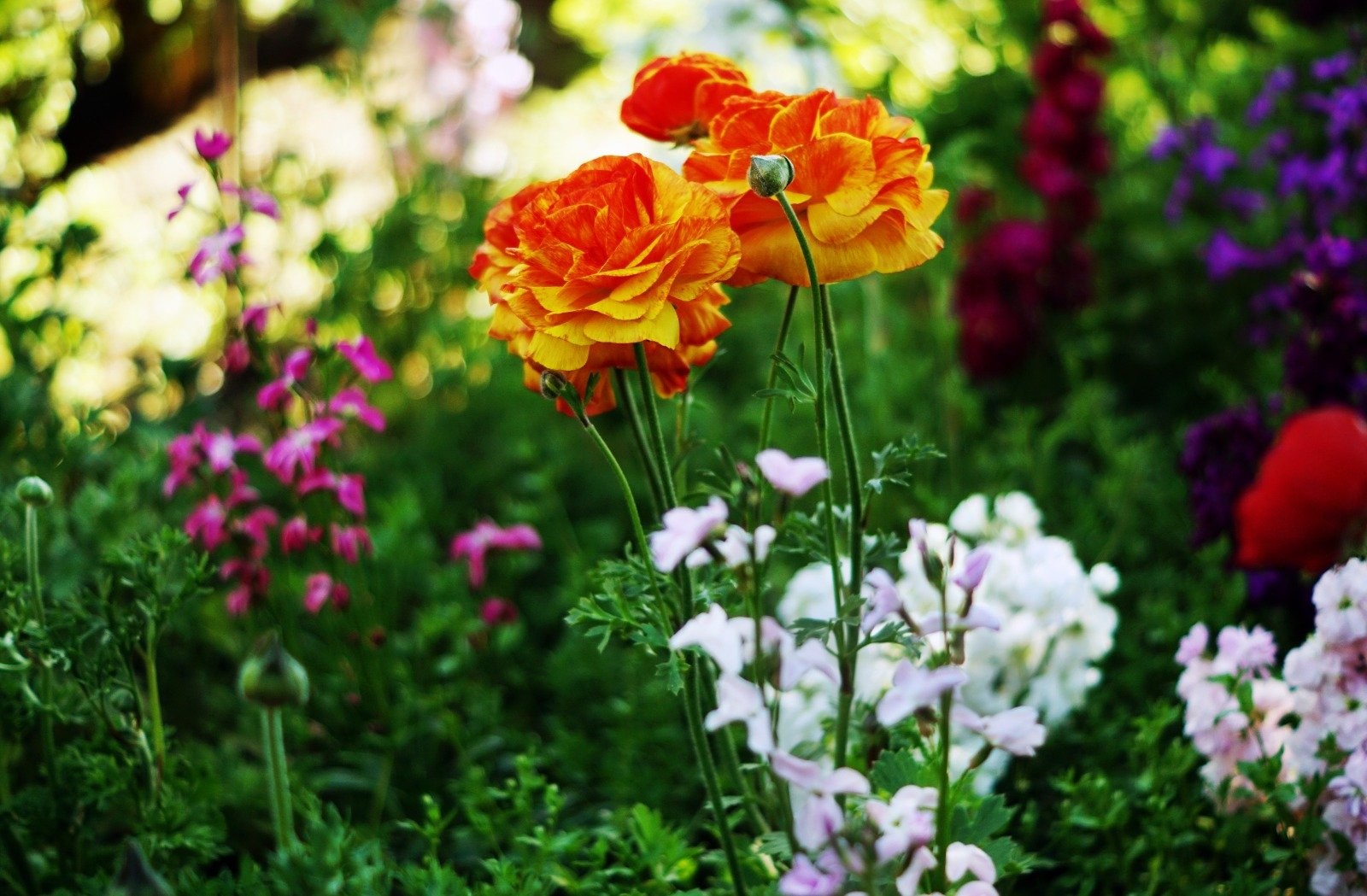 Botanischer Garten Haren