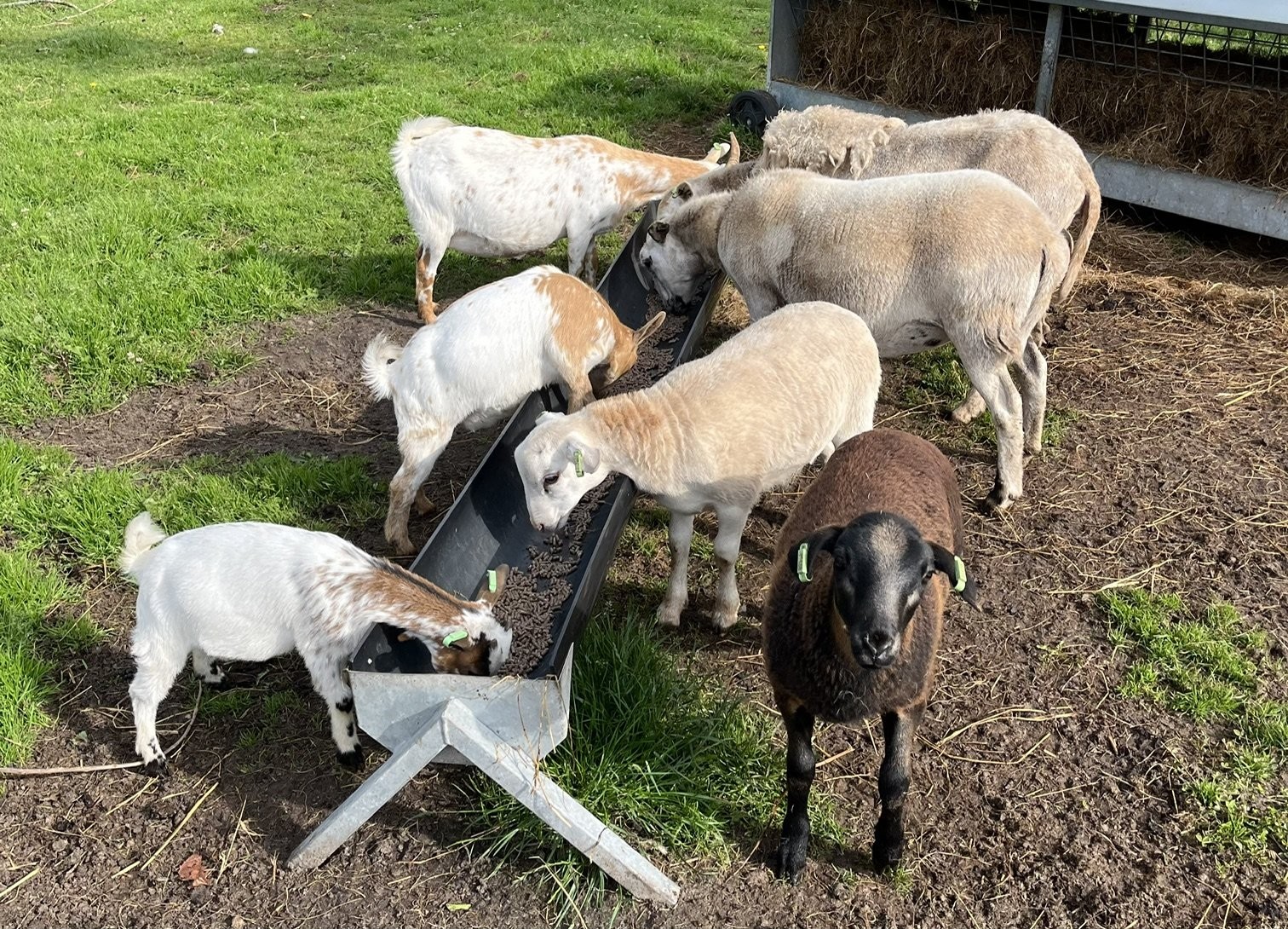 Tierweide