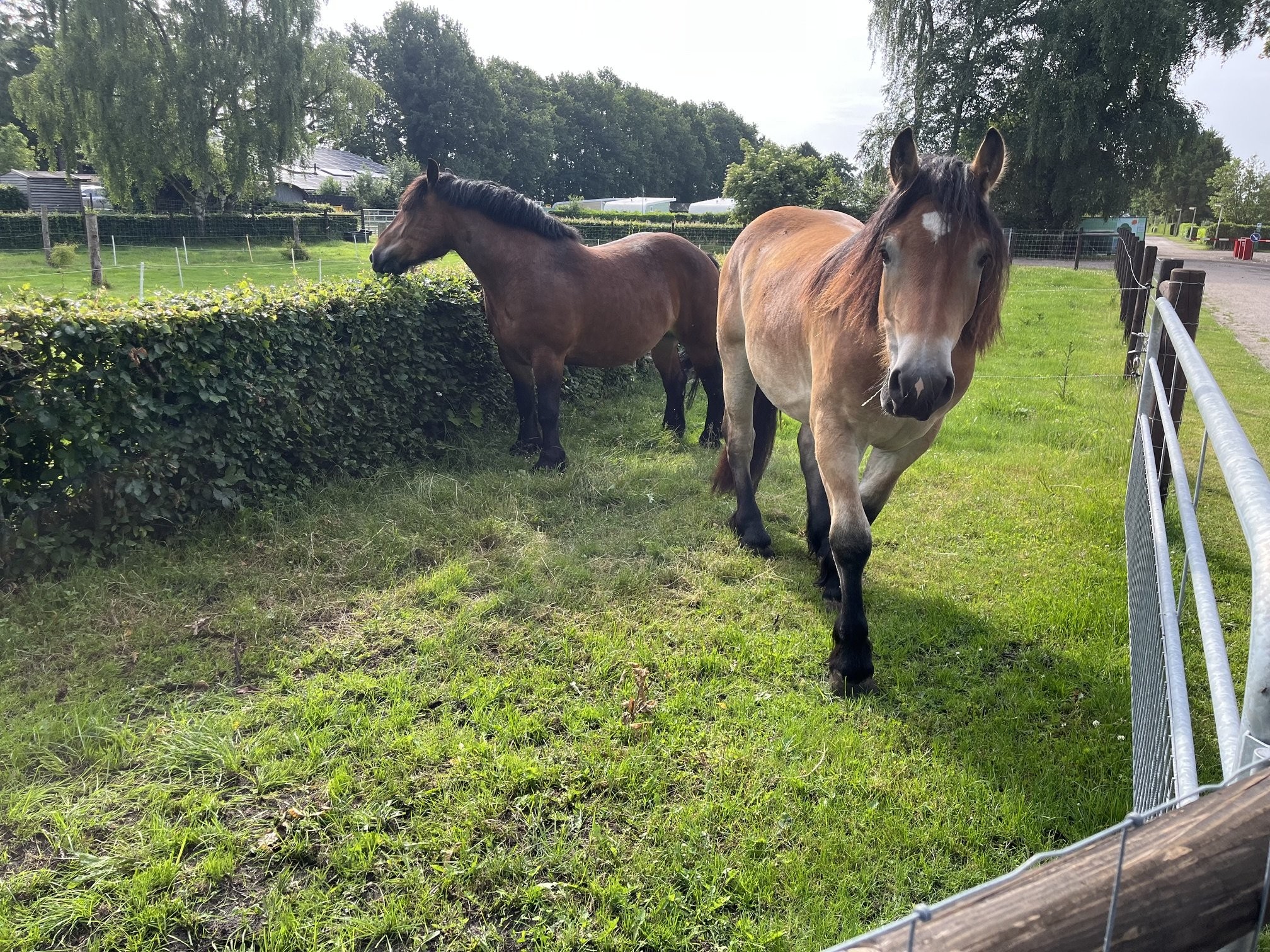 Trekpaarden